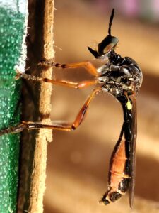 Gestreifte Habichtsfliege (Dioctria linearis) 